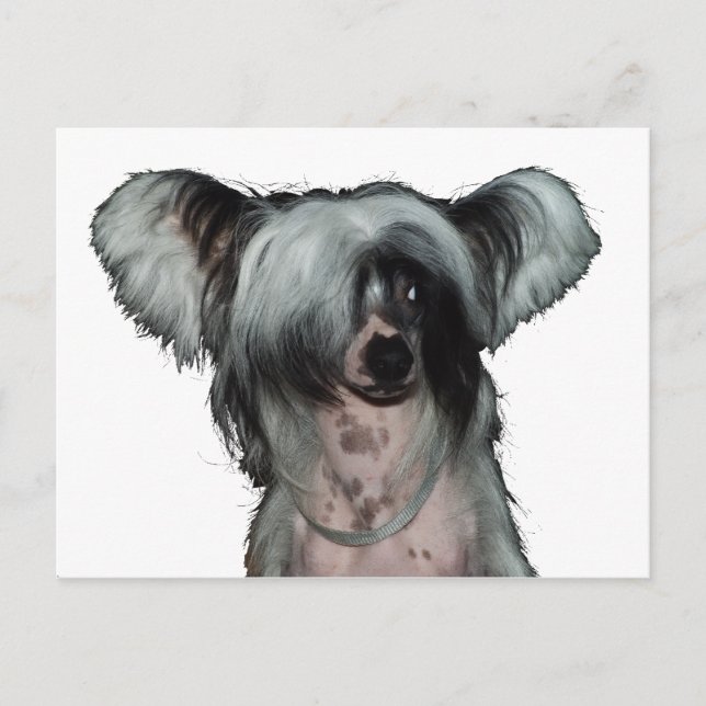 Der chinesische Hund mit Haube Postkarte (Vorderseite)