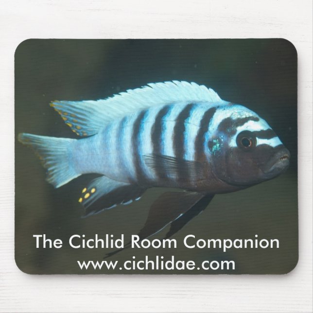 Der cichlid-Raum-Begleiter - Metriaclima Zebra Mousepad (Vorne)