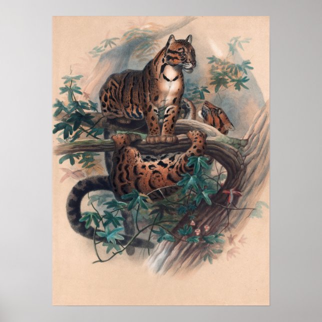 Der Clouded Tiger von Joseph Wolf Poster (Vorne)