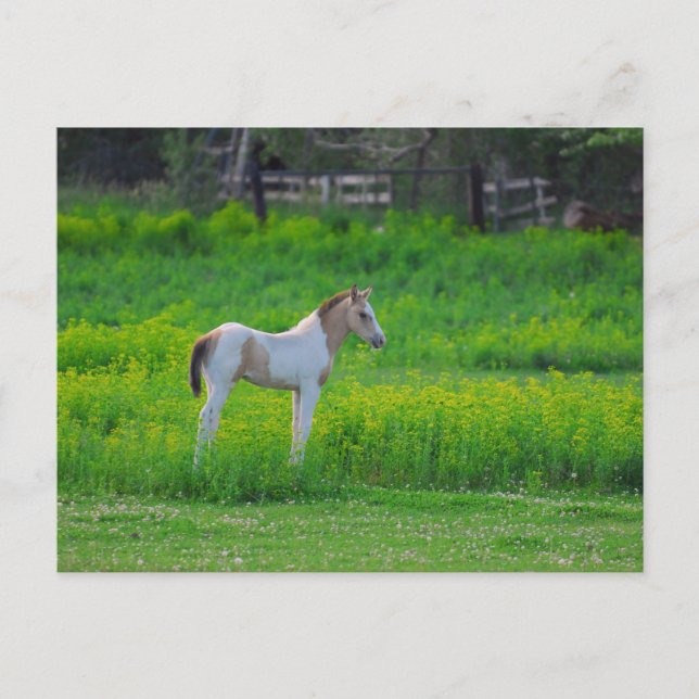 Der Colt Postkarte (Vorderseite)