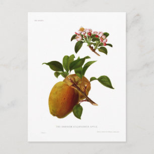 Der Cornish Gilliflower Apple Postkarte