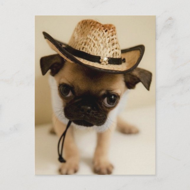 Der Cowboy-Mops-Welpe Postkarte (Vorderseite)