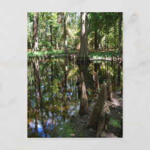 Der Cypress-Bog Postkarte