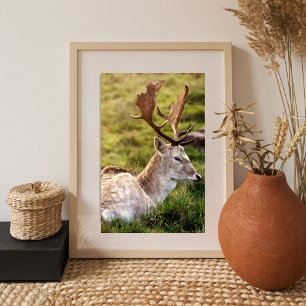 Der Damhirsch vom Glen Fotodruck