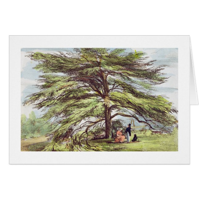 Der der Libanon-Zedern-Baum im Arboretum, Kew (Vorderseite (Horizontal))