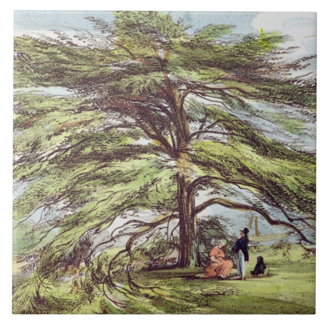 Der der Libanon-Zedern-Baum im Arboretum, Kew Fliese (Vorderseite)