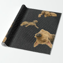 Der Dickköpfige Airedale-Wrapapier