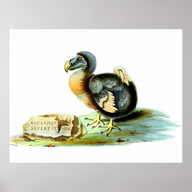 Der Dodo Poster (Vorne)