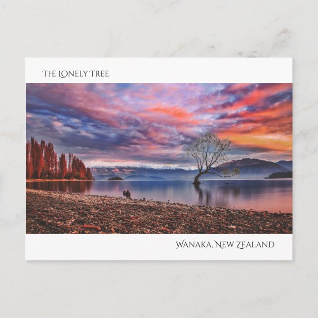 Der einsame Baum - Wanaka, Neuseeland Postkarte (Vorderseite)