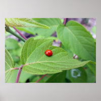 der einsame Ladybug