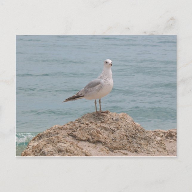 Der einsame Seagull (2134) Postkarte (Vorderseite)