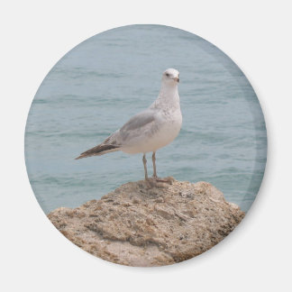 Der einsame Seagull-Kühlschrankmagnet Magnet