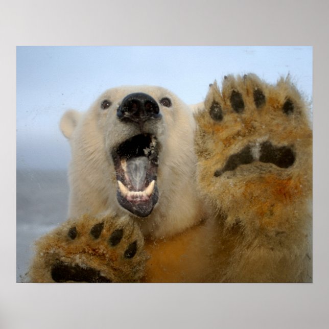 Der Eisbär Ursus maritimus sieht seltsam in 2 Poster (Vorne)