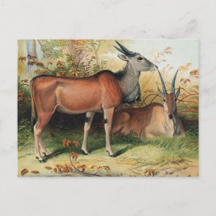 Der Eland von Joseph Wolf Postkarte