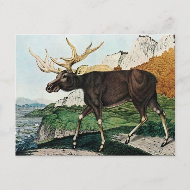 Der Elch oder The Elk (1886) Postkarte (Vorderseite)