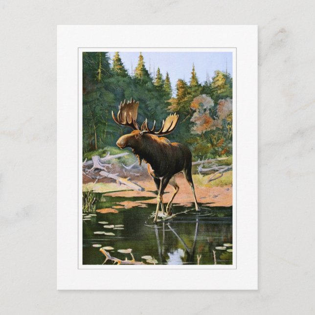 Der Elch Postkarte (Vorderseite)