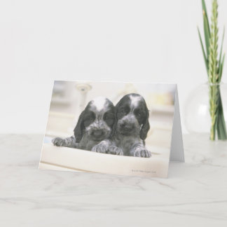 Der englische Cocker Spaniel ist eine Hunderasse. Karte