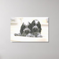 Der englische Cocker Spaniel ist eine Hunderasse. 