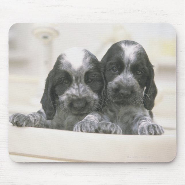Der englische Cocker Spaniel ist eine Hunderasse.  Mousepad (Vorne)