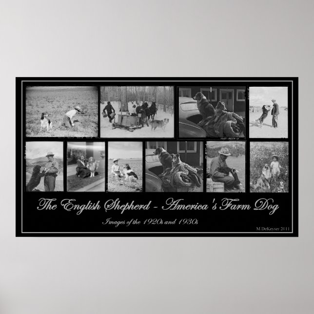 Der englische Schäferhund - Amerikas Bauernhund Poster (Vorne)