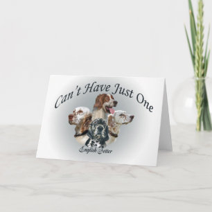 Der englische Setter kann nicht nur eine Karte hab