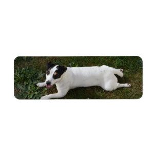 Der entzückende, EnergieJack Russell