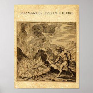 DER ERGEBNISSE-FEUERSALAMANDER POSTER