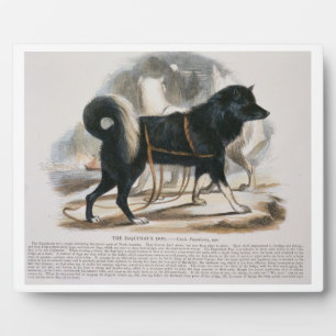 Der Esquimaux Dog (Canis familiaris) lehrt Fotoplatte