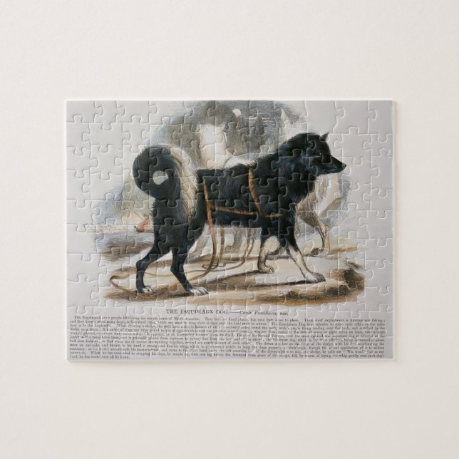 Der Esquimaux Hund (Canis familiaris) Puzzle (Horizontal)