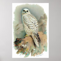 Der Falke