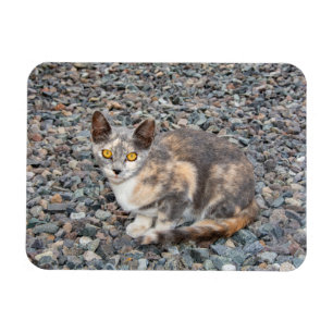 Der Fall Cat Pillow Magnet