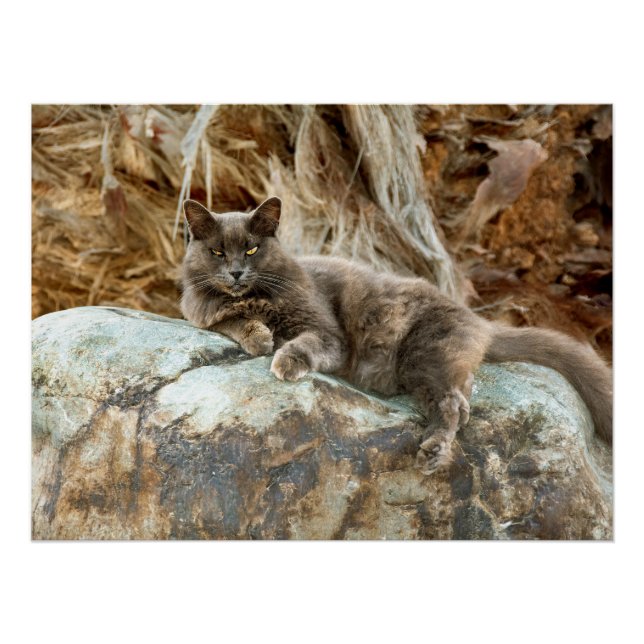 Der Fall Cat Pillow Poster (Vorderseite)