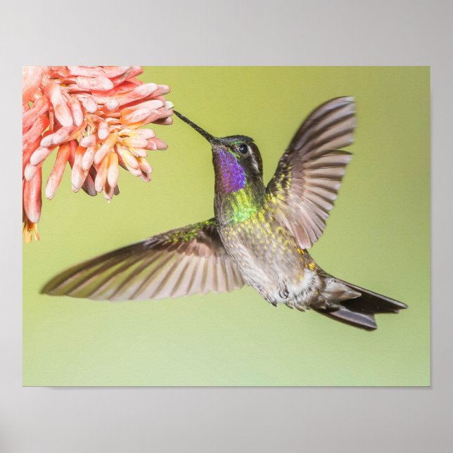 Der farbenfrohe Hummingbird fliegt zu einer Blume Poster (Vorne)