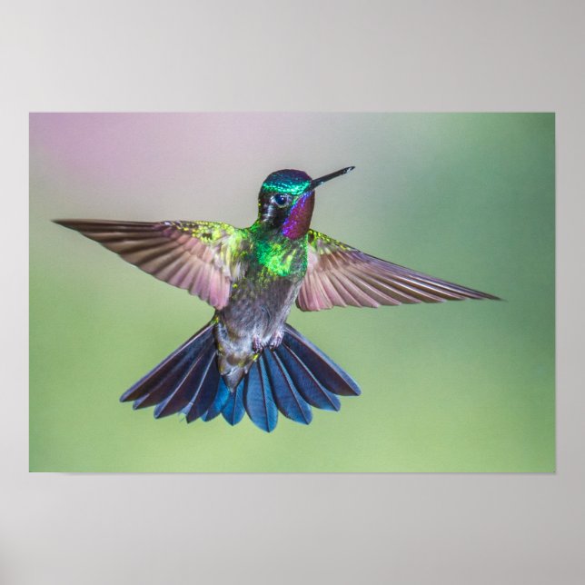 Der farbenfrohe Hummingbird im Flug Poster (Vorne)