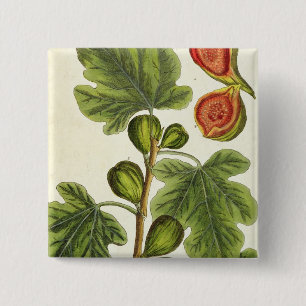 Der Feigenbaum, überziehen 125 von "einem Button