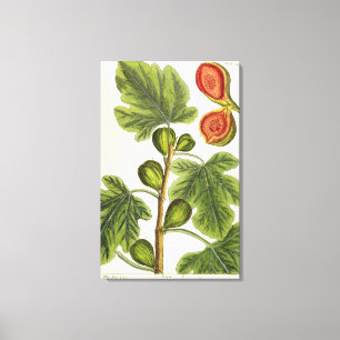 Der Feigenbaum, überziehen 125 von "einem Leinwanddruck