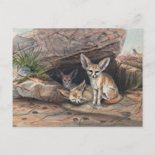 Der Fennekfuchs von Joseph Wolf Postkarte