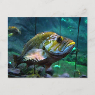 Der Fisch Postkarte