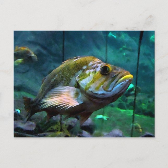 Der Fisch Postkarte (Vorderseite)
