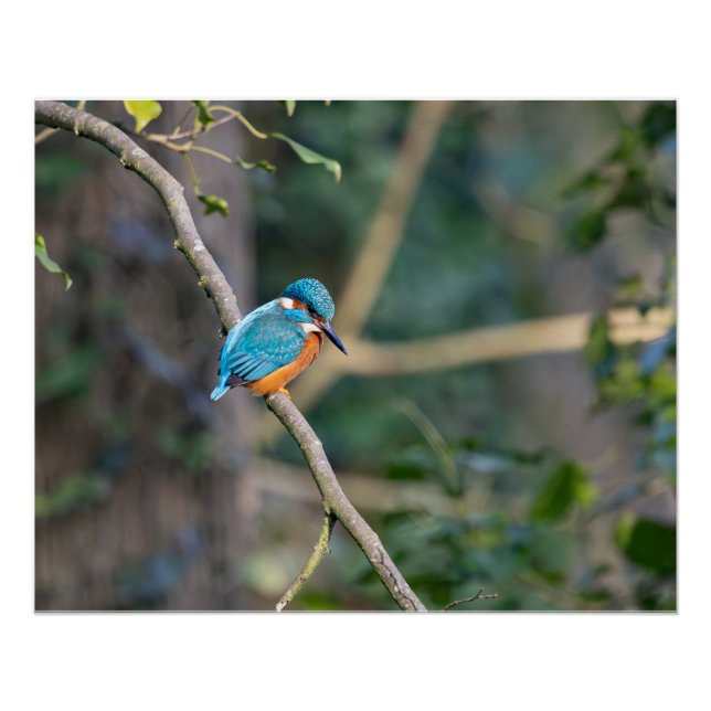 Der Fischer Poster (Vorderseite)