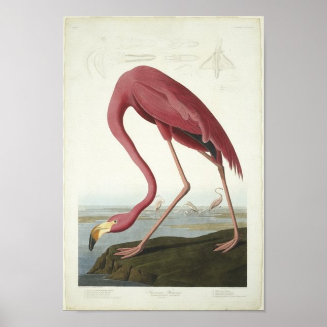 Der Flamingo nimmt einen flüchtige Blick ein Poster (Vorne)
