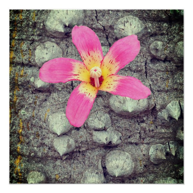Der flatternde Seidenbaum. Ceiba speciosa. Poster (Vorderseite)