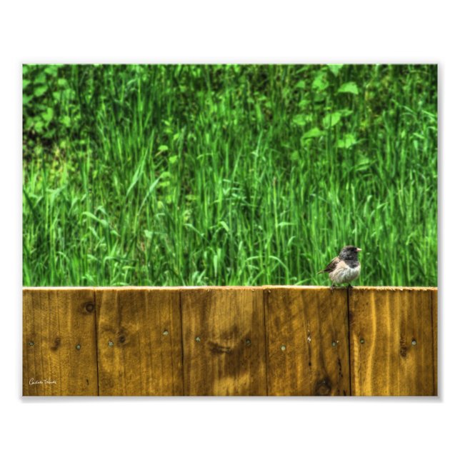 Der Fluffy Bird Fotodruck (Vorne)