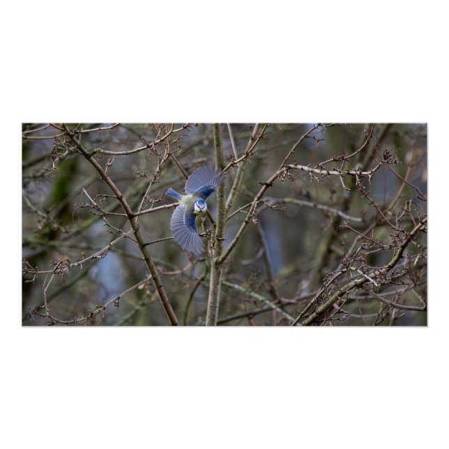 Der Flug der blauen Meise Poster (Vorderseite)