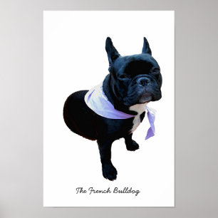 Der französische Bulldog Poster
