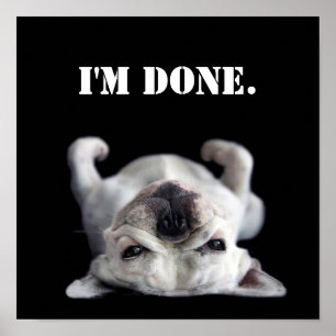 Der französische Bulldog ruht auf seinem Rücken Poster