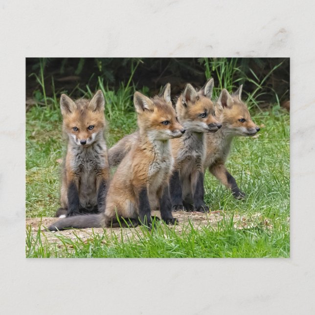Der freie Denkfuchs Postkarte (Vorderseite)