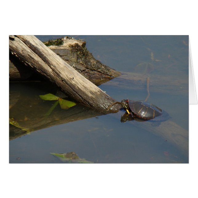 Der freie Tag der Schildkröte (Vorderseite (Horizontal))