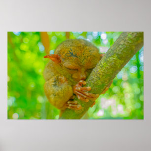 Der friedliche Schlaf eines Koboldmakis in Bohol Poster