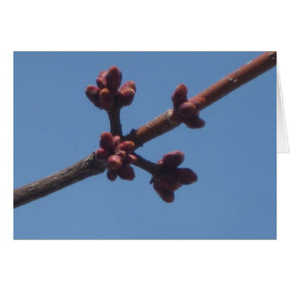 Der Frühling beginnt zu entstehen